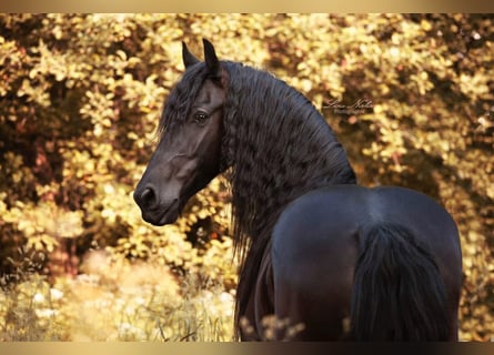 Fries paard, Ruin, 12 Jaar, 164 cm, Zwart