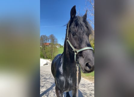 Fries paard, Ruin, 13 Jaar, 174 cm, Zwart