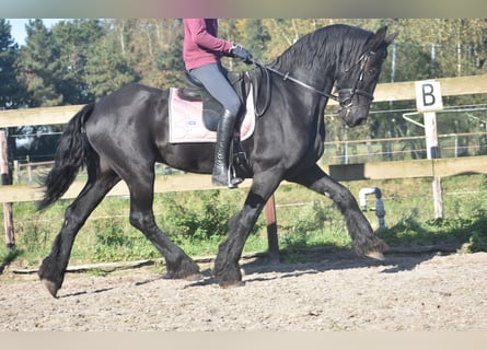 Fries paard, Ruin, 15 Jaar, 162 cm, Zwart