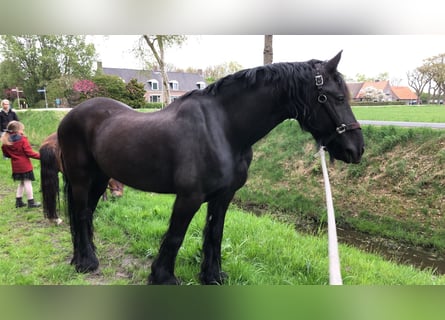 Fries paard, Ruin, 15 Jaar, Zwart