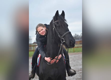 Fries paard, Ruin, 16 Jaar, 160 cm, Zwart