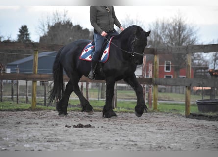 Fries paard, Ruin, 16 Jaar, 160 cm, Zwart