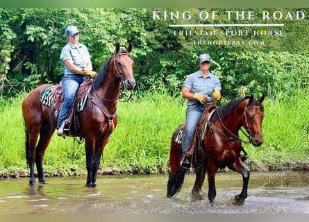 Fries paard, Ruin, 3 Jaar, 157 cm, Roodbruin