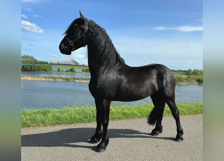 Fries paard, Ruin, 3 Jaar, 158 cm, Zwart