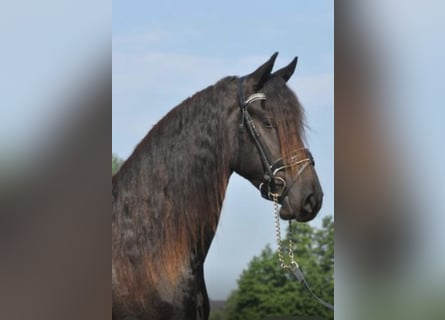 Fries paard, Ruin, 3 Jaar, 163 cm, Zwart