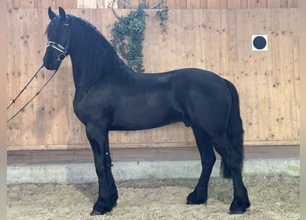 Fries paard, Ruin, 3 Jaar, 165 cm, Zwart