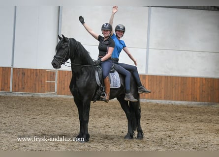 Fries paard, Ruin, 3 Jaar, 165 cm, Zwart