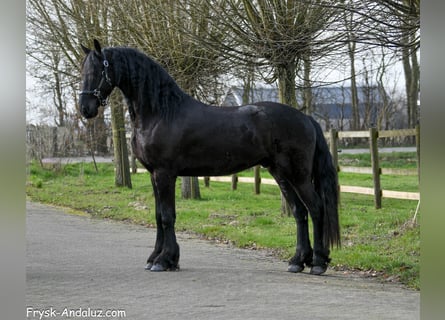 Fries paard, Ruin, 3 Jaar, 166 cm, Zwart