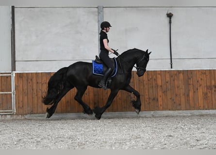 Fries paard, Ruin, 3 Jaar, 166 cm, Zwart