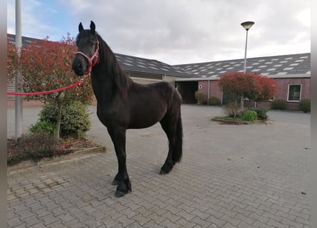 Fries paard, Ruin, 3 Jaar, 166 cm, Zwart