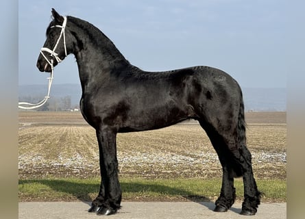 Fries paard, Ruin, 3 Jaar, 167 cm, Zwart