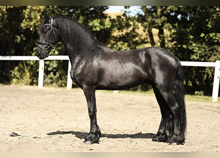 Fries paard, Ruin, 3 Jaar, 167 cm, Zwart