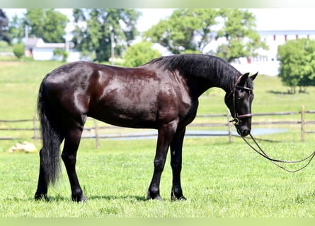 Fries paard, Ruin, 3 Jaar, 168 cm, Zwart