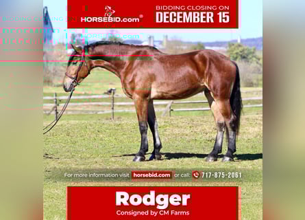 Fries paard Mix, Ruin, 3 Jaar, 170 cm, Roodbruin