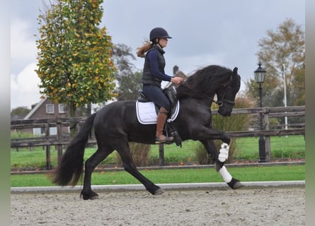 Fries paard, Ruin, 4 Jaar, 155 cm, Zwart