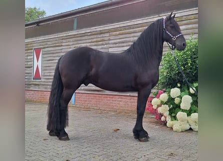 Fries paard, Ruin, 4 Jaar, 158 cm, Zwart