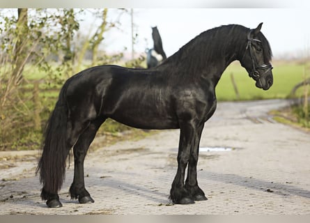 Fries paard, Ruin, 4 Jaar, 164 cm, Zwart