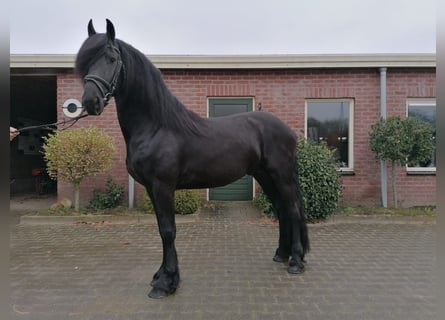 Fries paard, Ruin, 4 Jaar, 164 cm, Zwart