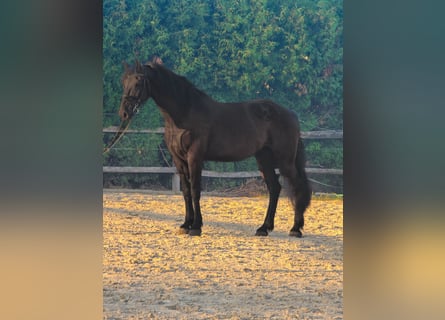 Fries paard Mix, Ruin, 4 Jaar, 165 cm, Zwart