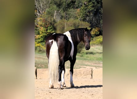 Fries paard Mix, Ruin, 4 Jaar, 168 cm, Tobiano-alle-kleuren