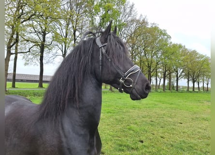 Fries paard, Ruin, 4 Jaar, 169 cm, Zwart