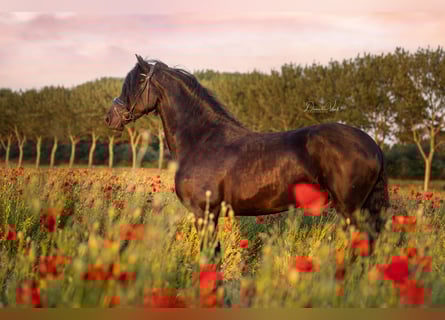 Fries paard, Ruin, 4 Jaar, 171 cm, Zwart
