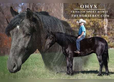 Fries paard Mix, Ruin, 4 Jaar, Zwart