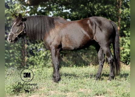 Fries paard, Ruin, 5 Jaar, 155 cm, Zwart
