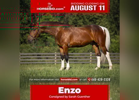 Fries paard Mix, Ruin, 5 Jaar, 157 cm