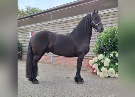 Fries paard, Ruin, 5 Jaar, 158 cm, Zwart