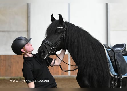 Fries paard, Ruin, 5 Jaar, 161 cm, Zwart