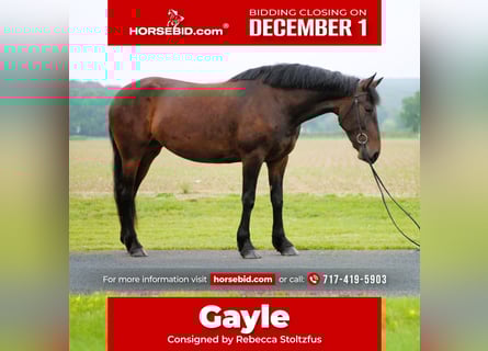 Fries paard, Ruin, 5 Jaar, 163 cm, Donkerbruin