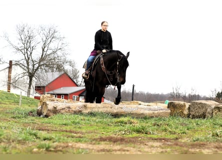 Fries paard Mix, Ruin, 5 Jaar, 163 cm, Roodbruin