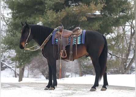 Fries paard Mix, Ruin, 5 Jaar, 163 cm, Roodbruin