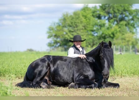 Fries paard, Ruin, 5 Jaar, 163 cm, Zwart