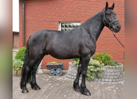 Fries paard Mix, Ruin, 5 Jaar, 164 cm, Zwart