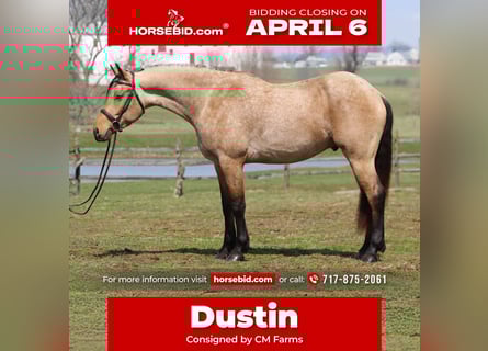 Fries paard Mix, Ruin, 5 Jaar, 165 cm, Buckskin