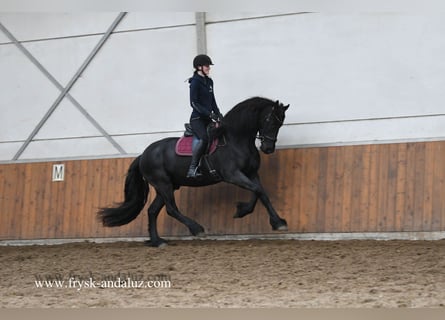 Fries paard, Ruin, 5 Jaar, 165 cm, Zwart