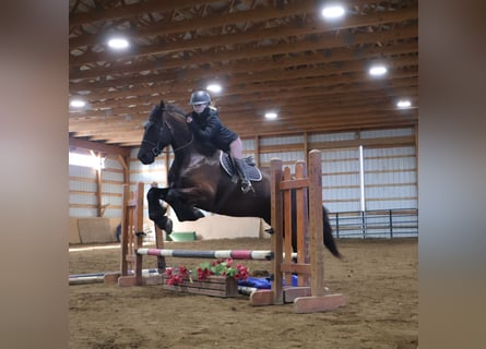 Fries paard, Ruin, 5 Jaar, 173 cm, Zwart