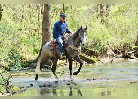 Fries paard Mix, Ruin, 5 Jaar, Schimmel