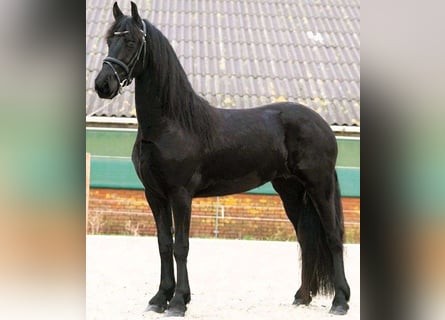 Fries paard, Ruin, 6 Jaar