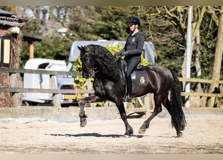 Fries paard, Ruin, 6 Jaar, Zwart