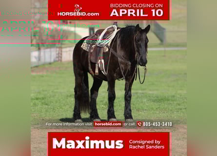 Fries paard Mix, Ruin, 6 Jaar, Zwart