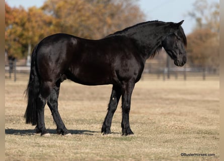 Fries paard, Ruin, 7 Jaar, 152 cm, Zwart