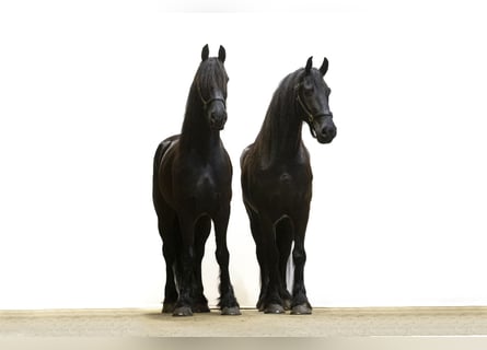 Fries paard, Ruin, 7 Jaar, 162 cm, Zwart