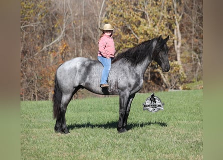 Fries paard Mix, Ruin, 8 Jaar, 163 cm, Roan-Blue