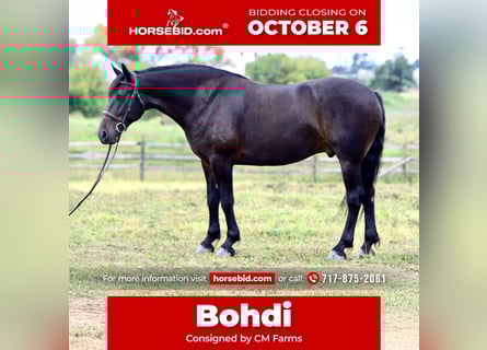 Fries paard Mix, Ruin, 9 Jaar, 163 cm, Roodbruin