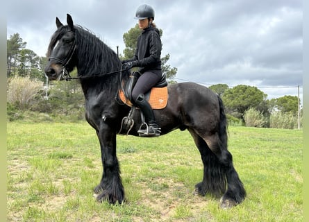 Friesen Mix, Wallach, 9 Jahre, 163 cm, Rappe