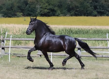 Fries paard, Ruin, 9 Jaar, 163 cm, Zwart