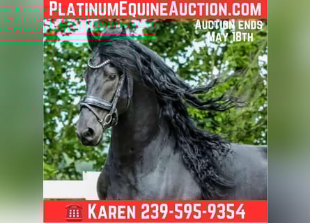 Fries paard, Ruin, 9 Jaar, 163 cm, Zwart